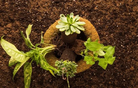 Sustainable farming and moving beyond chemical fertilizers