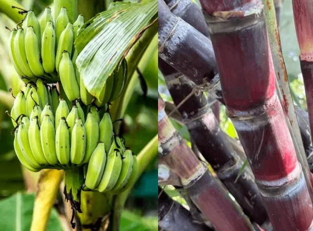 agricultural farming in Udumalaipettai