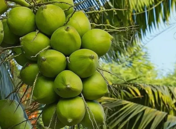 Organic coconut in Coimbatore