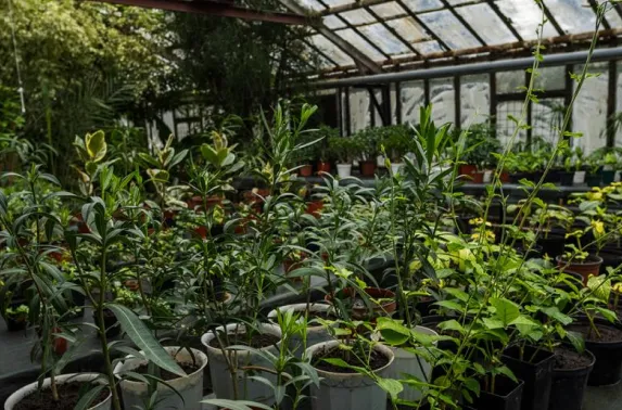 Organic nursery feed for seedlings Vel Organics