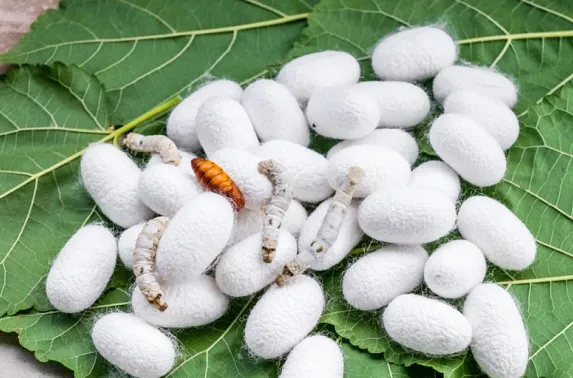 Sericulture organic input for mulberry leaf quality