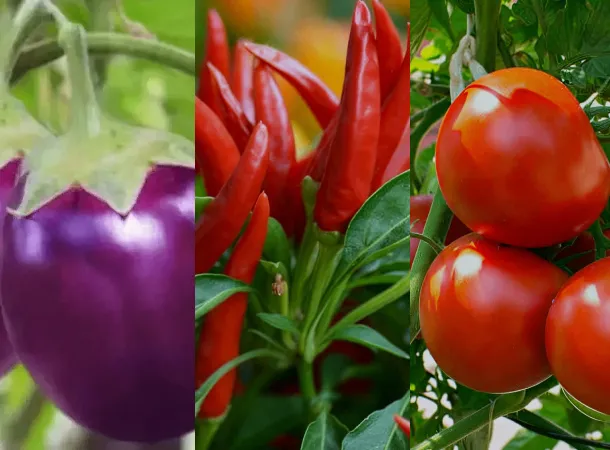Vel Organics LFOM liquid organic fertilizer application